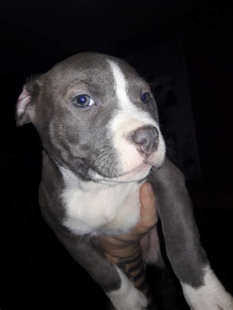 pitbull puppies for sale in michigan